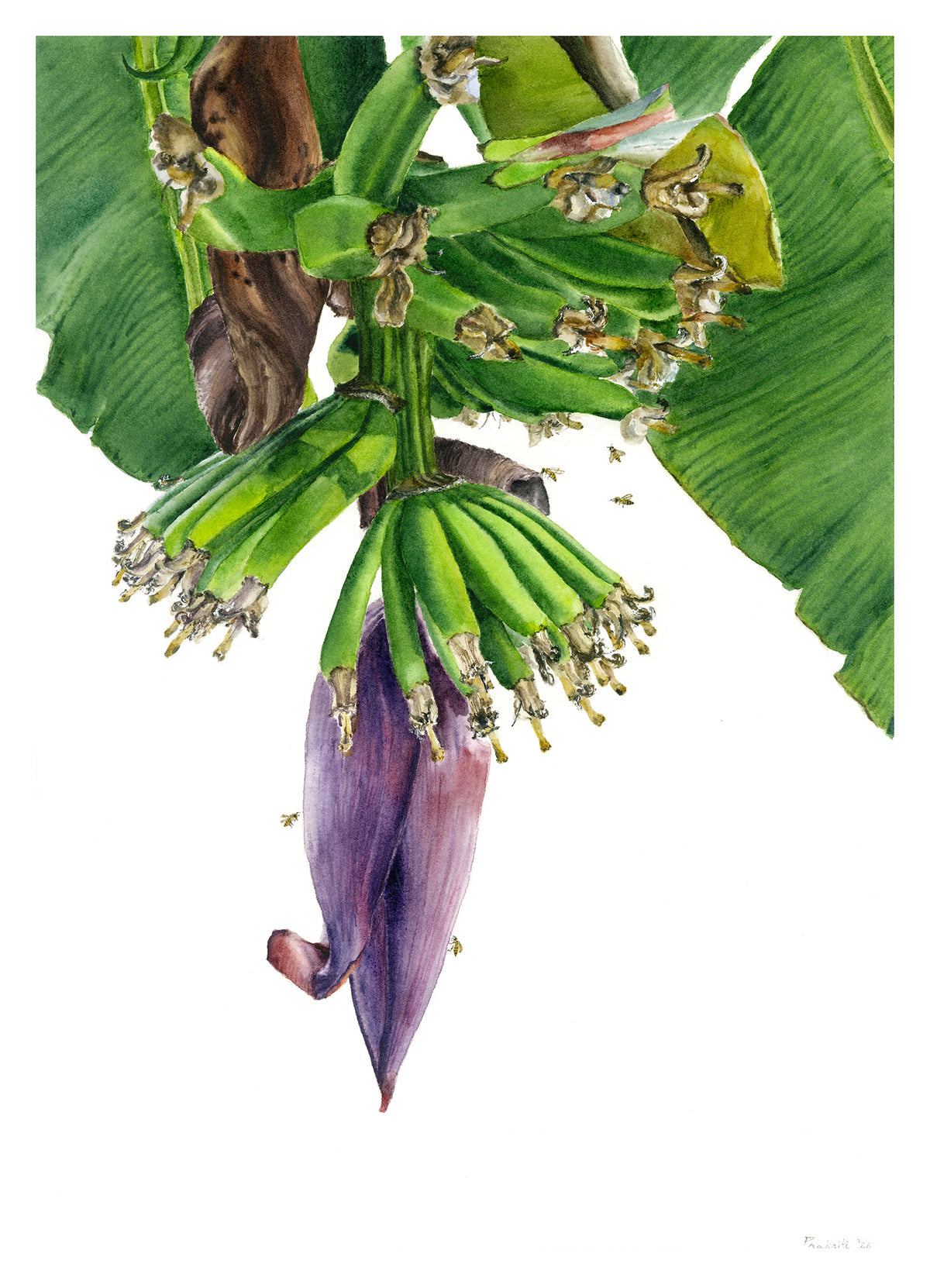 Banana Blossom #3