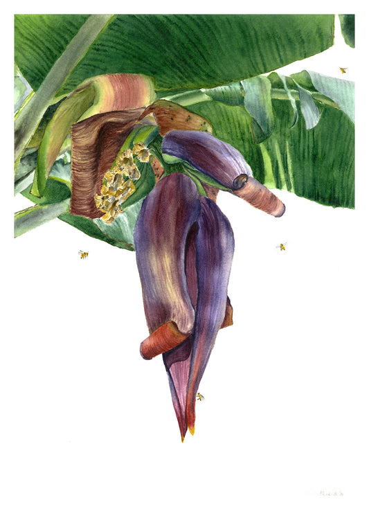 Banana Blossom #1