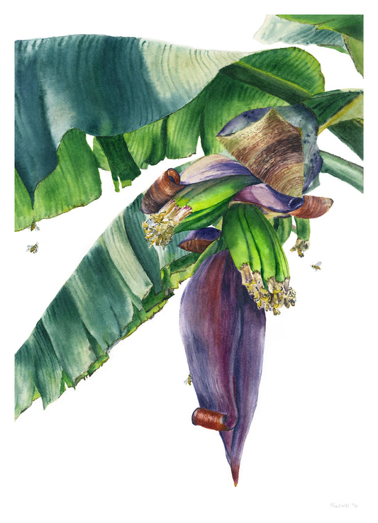 Banana Blossom #2