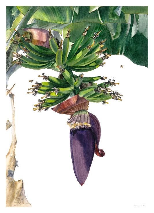 Banana Blossom #4
