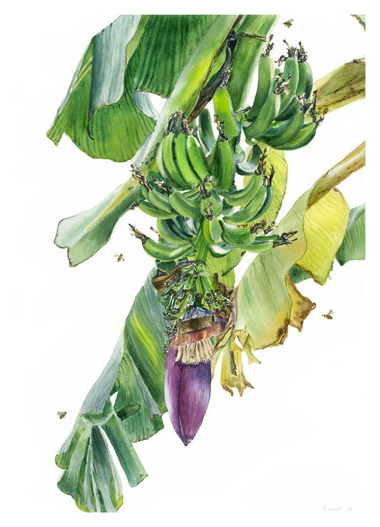 Banana Blossom #5