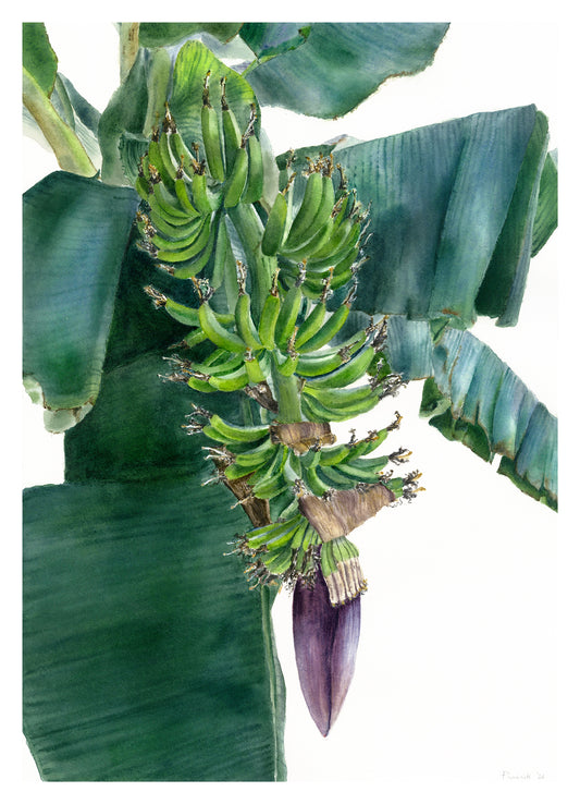 Banana Blossom #6